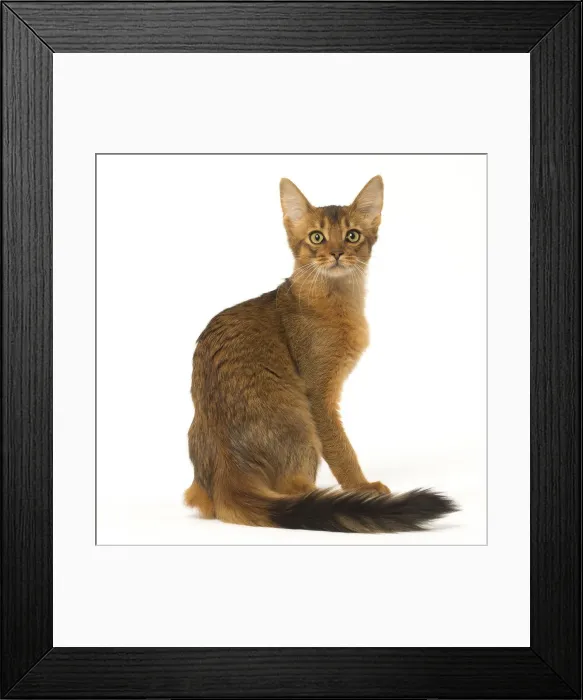 Framed Print : Picture No. 12019244 Framed Print : Picture No. 12019244