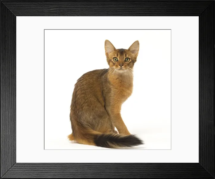 Framed Print : Picture No. 12019245 Framed Print : Picture No. 12019245