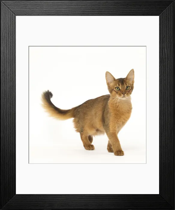 Framed Print : Picture No. 12019246 Framed Print : Picture No. 12019246