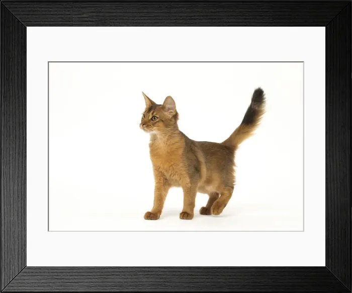 Framed Print : Picture No. 12019248 Framed Print : Picture No. 12019248