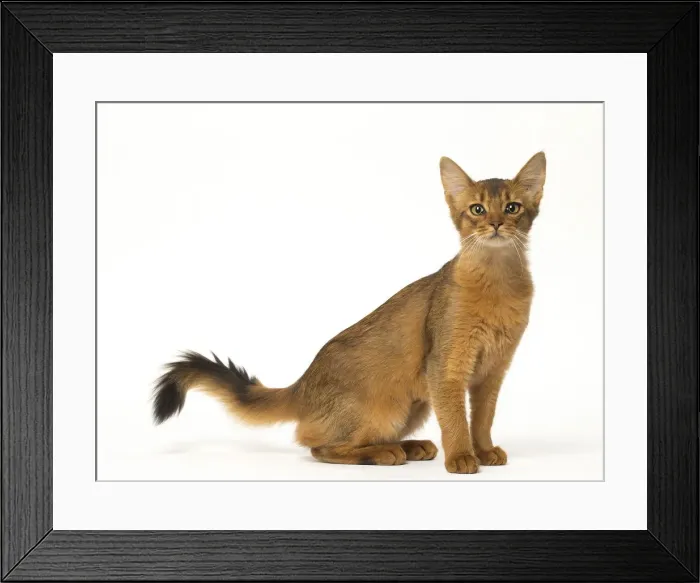 Framed Print : Picture No. 12019249 Framed Print : Picture No. 12019249
