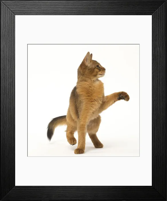 Framed Print : Picture No. 12019250 Framed Print : Picture No. 12019250