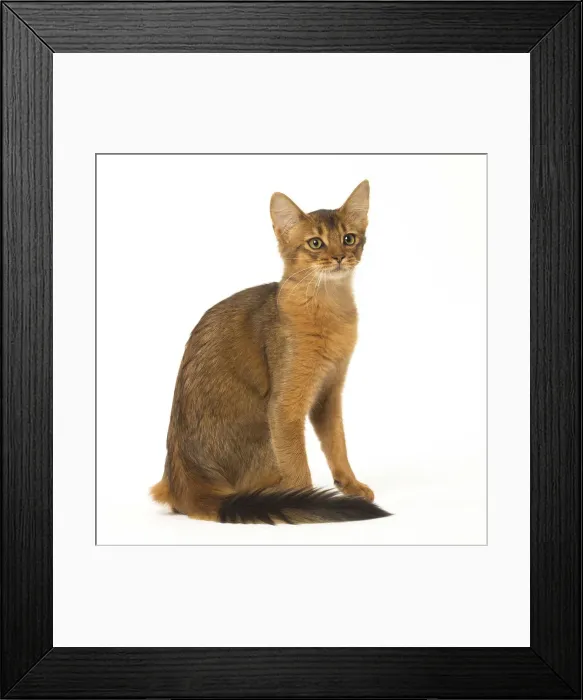 Framed Print : Picture No. 12019251 Framed Print : Picture No. 12019251