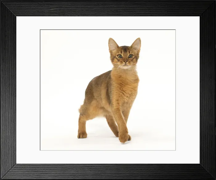 Framed Print : Picture No. 12019247