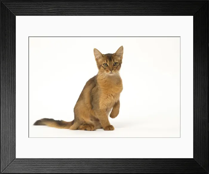 Framed Print : Picture No. 12019252 Framed Print : Picture No. 12019252
