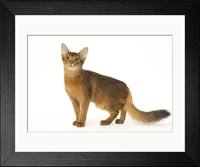 Framed Print : Picture No. 12019254 Framed Print : Picture No. 12019254
