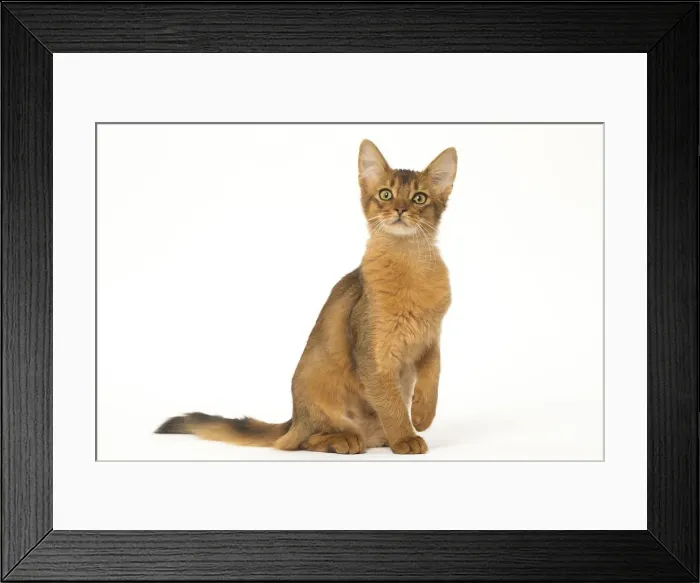Framed Print : Picture No. 12019253 Framed Print : Picture No. 12019253