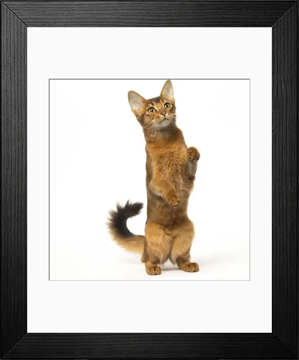 Framed Print : Picture No. 12019256 Framed Print : Picture No. 12019256