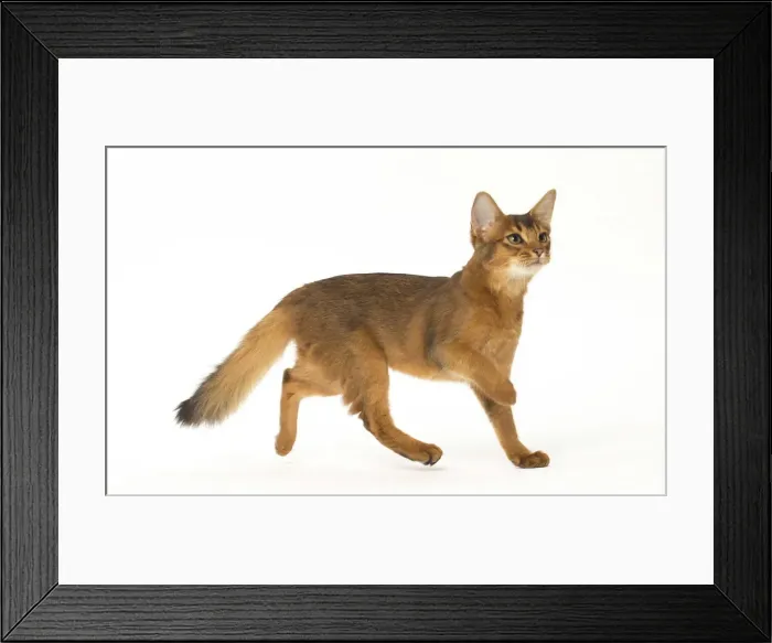Framed Print : Picture No. 12019257 Framed Print : Picture No. 12019257