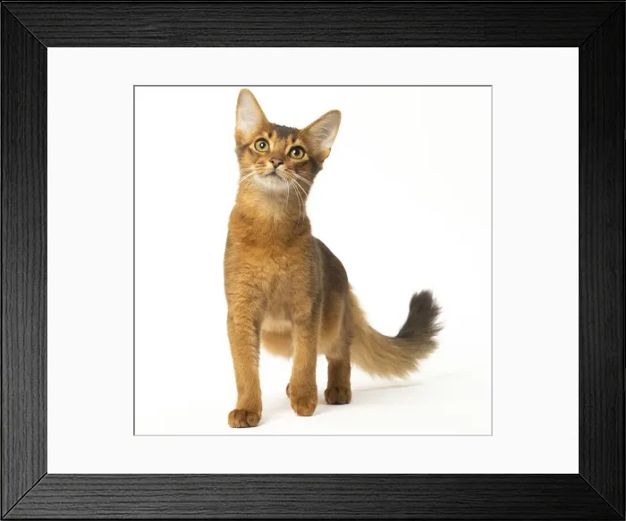 Framed Print : Picture No. 12019255 Framed Print : Picture No. 12019255