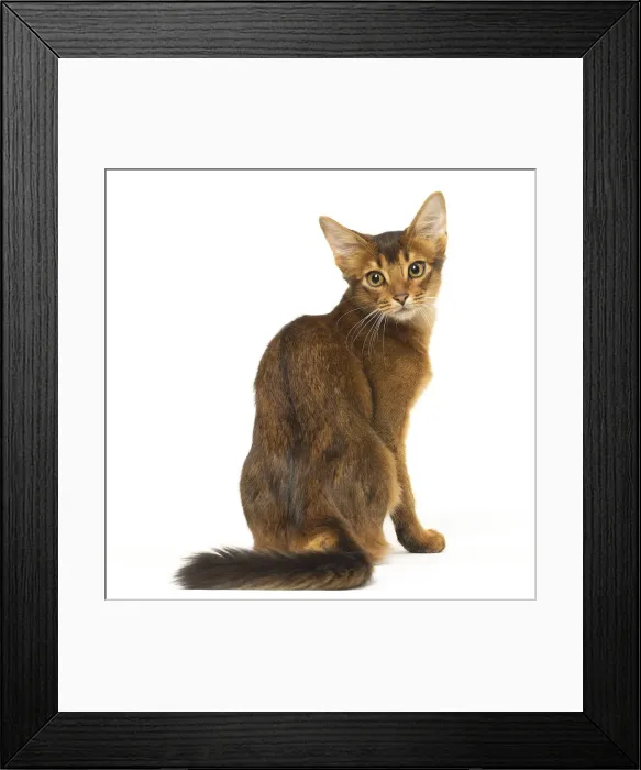 Framed Print : Picture No. 12019258 Framed Print : Picture No. 12019258