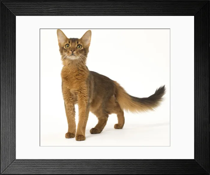 Framed Print : Picture No. 12019259 Framed Print : Picture No. 12019259