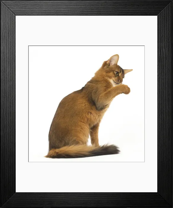 Framed Print : Picture No. 12019260 Framed Print : Picture No. 12019260