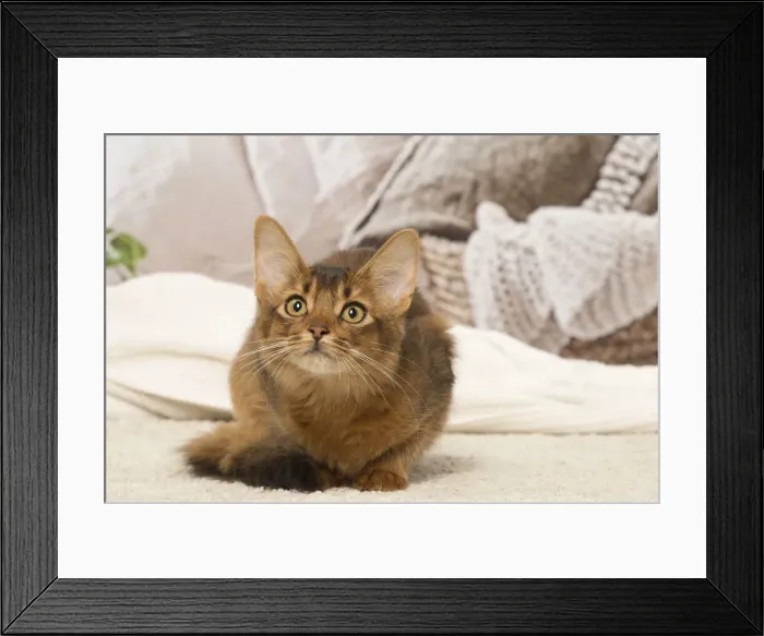 Framed Print : Picture No. 12019261 Framed Print : Picture No. 12019261