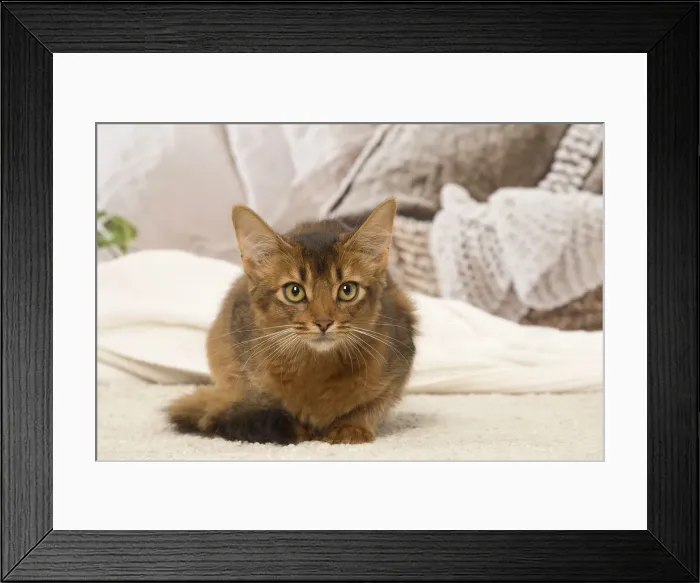 Framed Print : Picture No. 12019262 Framed Print : Picture No. 12019262