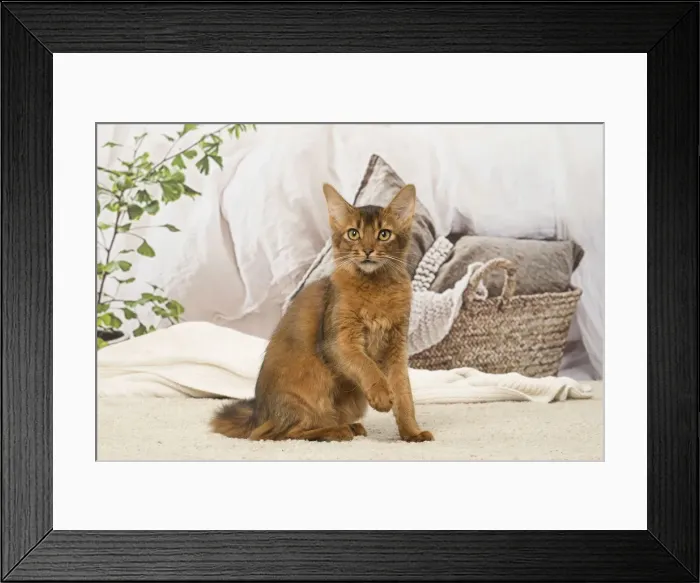 Framed Print : Picture No. 12019263 Framed Print : Picture No. 12019263