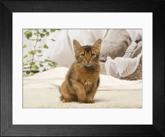 Framed Print : Picture No. 12019264 Framed Print : Picture No. 12019264