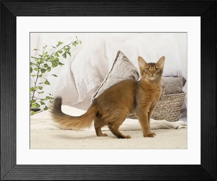 Framed Print : Picture No. 12019265 Framed Print : Picture No. 12019265