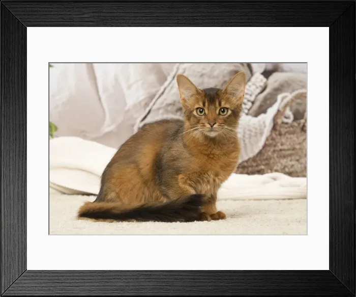Framed Print : Picture No. 12019266 Framed Print : Picture No. 12019266