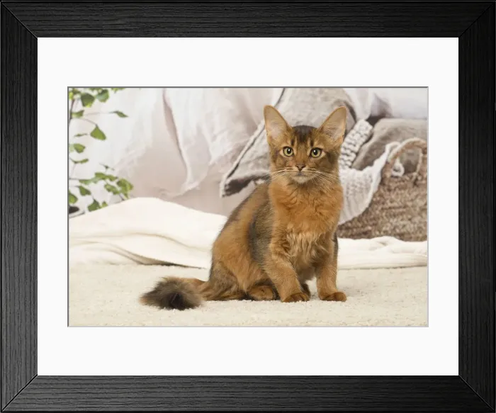 Framed Print : Picture No. 12019267 Framed Print : Picture No. 12019267
