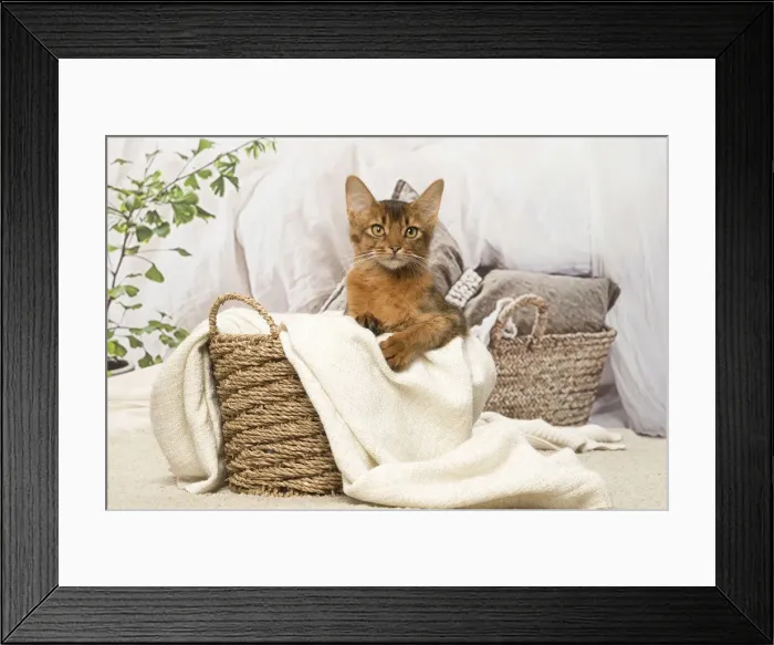 Framed Print : Picture No. 12019268 Framed Print : Picture No. 12019268