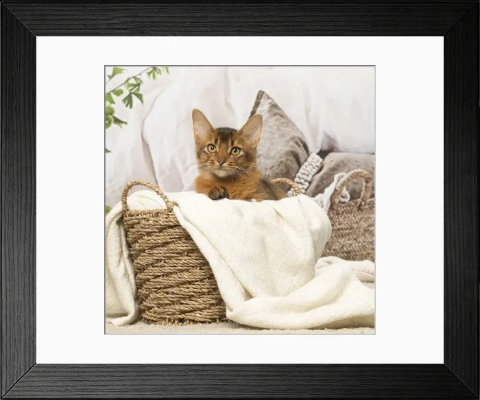 Framed Print : Picture No. 12019269 Framed Print : Picture No. 12019269