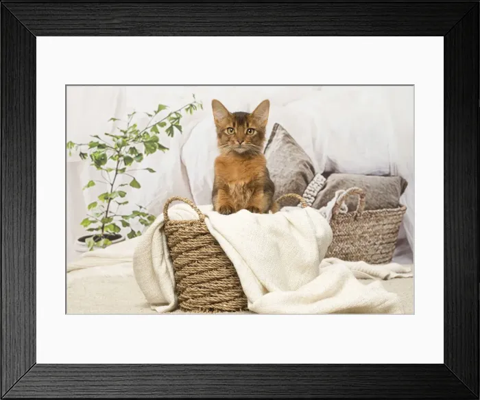 Framed Print : Picture No. 12019270 Framed Print : Picture No. 12019270