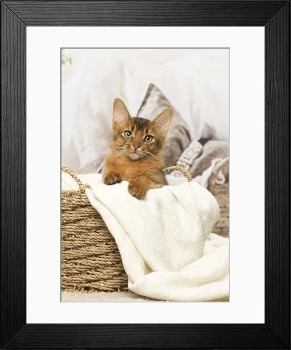 Framed Print : Picture No. 12019271 Framed Print : Picture No. 12019271