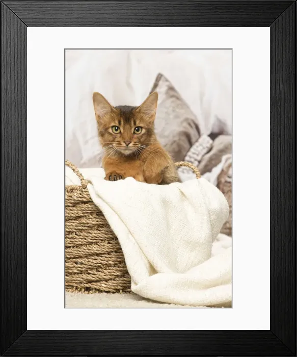 Framed Print : Picture No. 12019272 Framed Print : Picture No. 12019272
