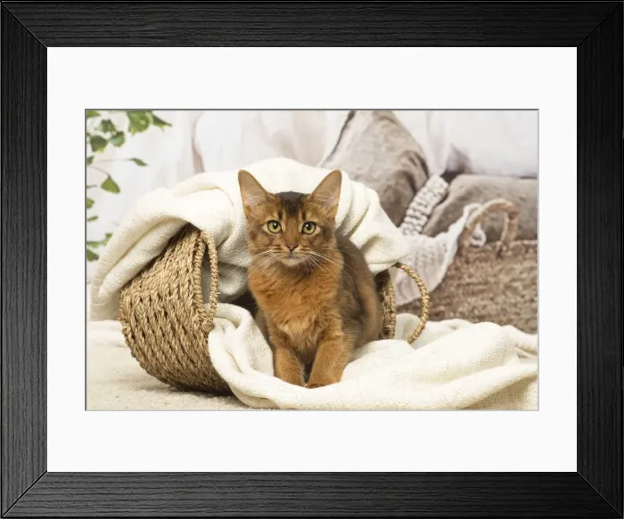 Framed Print : Picture No. 12019273 Framed Print : Picture No. 12019273