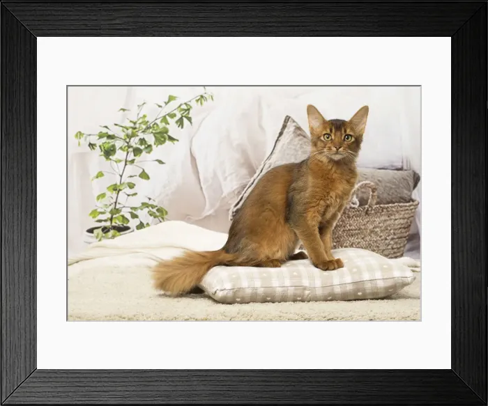 Framed Print : Picture No. 12019274 Framed Print : Picture No. 12019274
