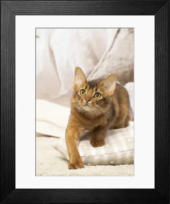 Framed Print : Picture No. 12019275 Framed Print : Picture No. 12019275