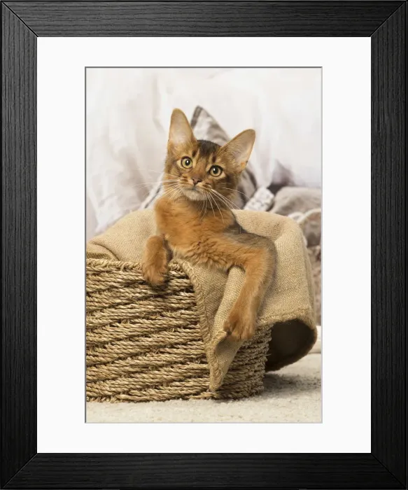 Framed Print : Picture No. 12019276 Framed Print : Picture No. 12019276