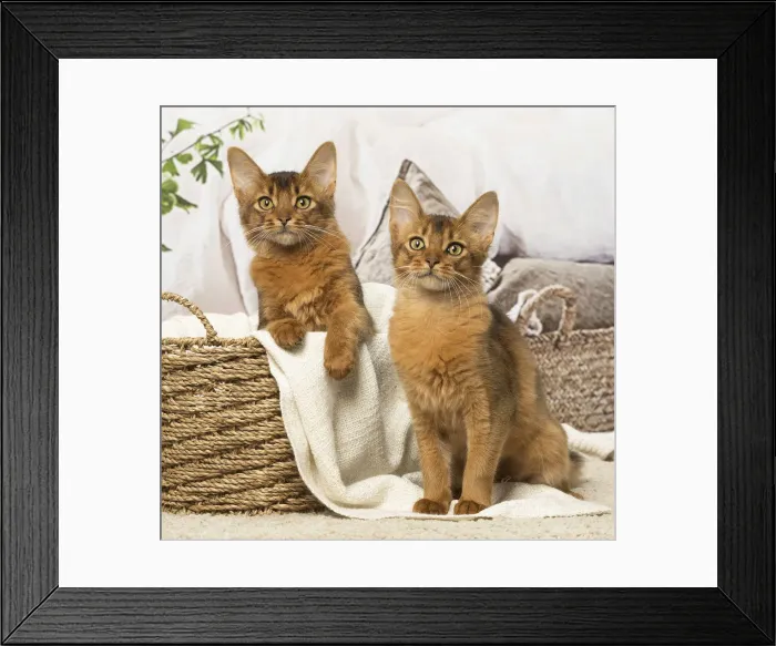 Framed Print : Picture No. 12019277 Framed Print : Picture No. 12019277