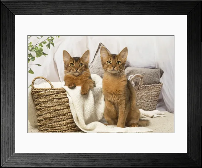 Framed Print : Picture No. 12019278 Framed Print : Picture No. 12019278