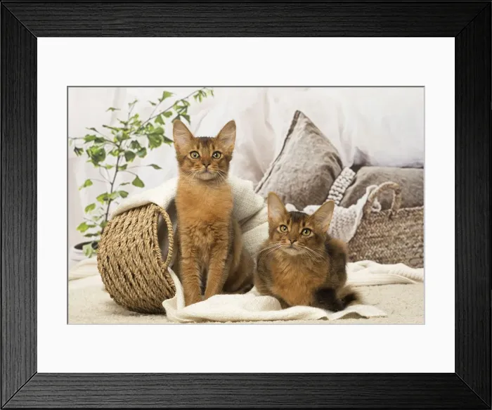 Framed Print : Picture No. 12019279 Framed Print : Picture No. 12019279