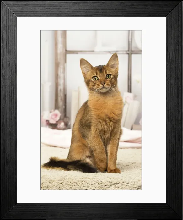 Framed Print : Picture No. 12019280 Framed Print : Picture No. 12019280