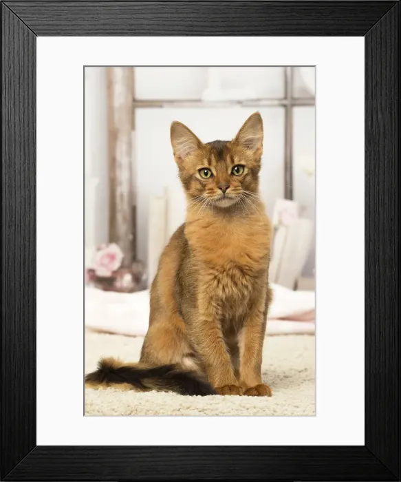 Framed Print : Picture No. 12019281 Framed Print : Picture No. 12019281