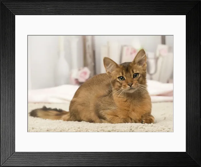 Framed Print : Picture No. 12019282 Framed Print : Picture No. 12019282