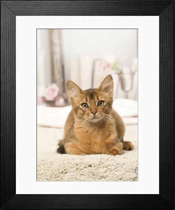 Framed Print : Picture No. 12019283 Framed Print : Picture No. 12019283