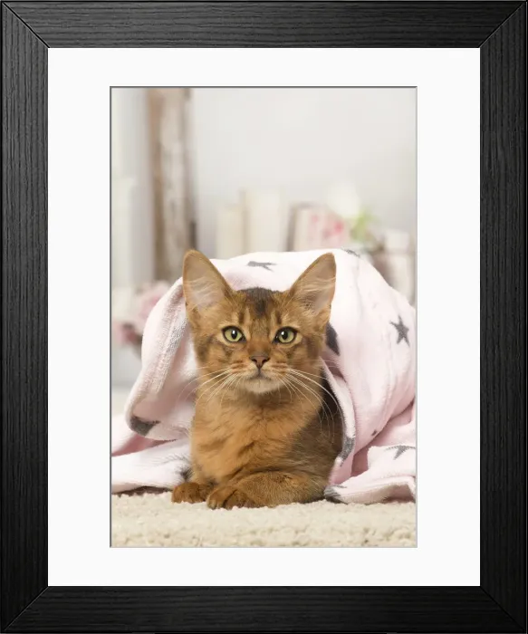 Framed Print : Picture No. 12019284 Framed Print : Picture No. 12019284