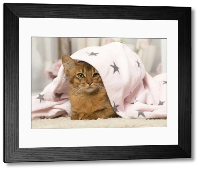 Framed Print : Picture No. 12019285 Framed Print : Picture No. 12019285
