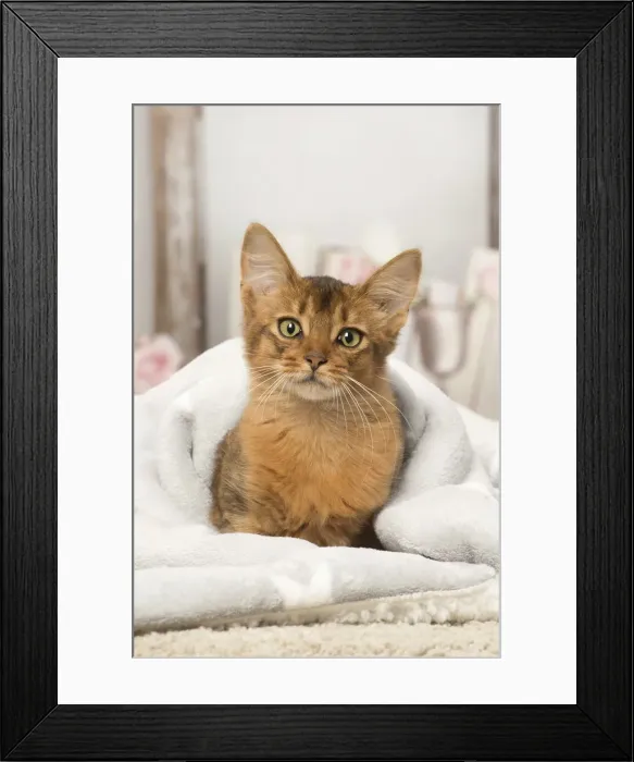 Framed Print : Picture No. 12019287 Framed Print : Picture No. 12019287