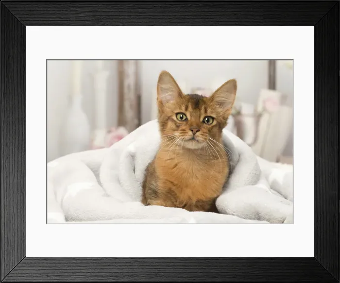Framed Print : Picture No. 12019288 Framed Print : Picture No. 12019288
