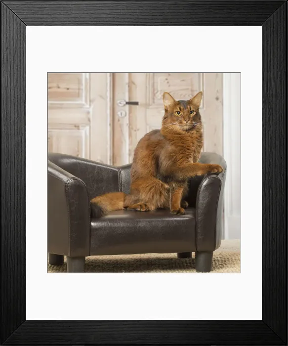 Framed Print : Picture No. 12019289 Framed Print : Picture No. 12019289