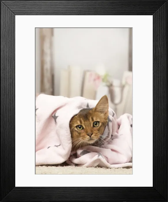 Framed Print : Picture No. 12019286 Framed Print : Picture No. 12019286