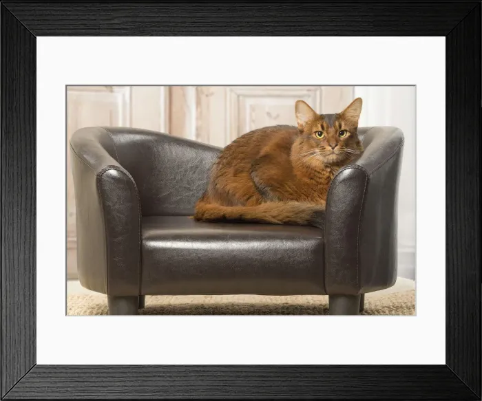 Framed Print : Picture No. 12019291 Framed Print : Picture No. 12019291