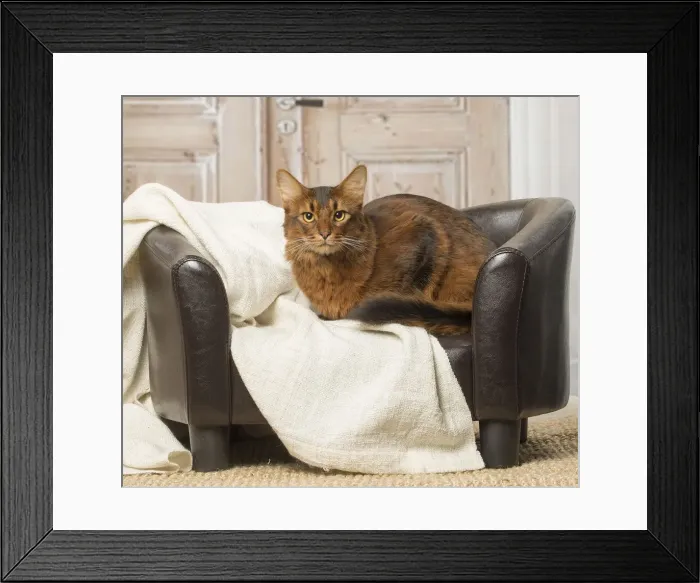 Framed Print : Picture No. 12019292 Framed Print : Picture No. 12019292