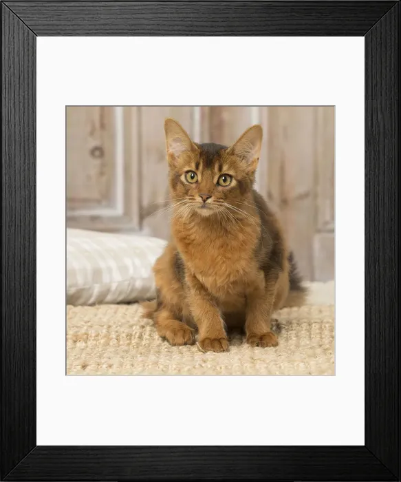 Framed Print : Picture No. 12019293 Framed Print : Picture No. 12019293