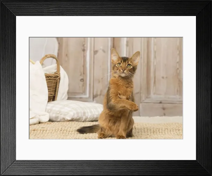 Framed Print : Picture No. 12019294 Framed Print : Picture No. 12019294